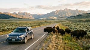 Driving Through Wildlife Country: How to Share Park Roads With Bison, Elk and Bears